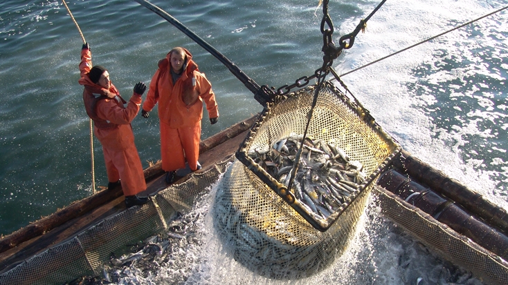 Промышленный лов лосося ограничат в одном из промысловых районов Магаданской области