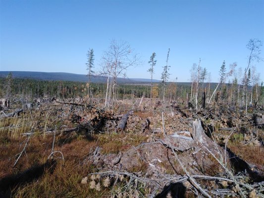 Незаконную рубку леса на 70 млн обнаружили в Иркутской области