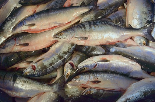 На треть вырос объем добычи рыбы на Камчатке