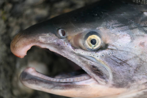 Рыбопромышленники Камчатки запасают рыбьи головы для собак «Берингии»