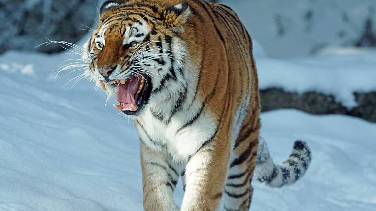 Пограничники в Приморье изъяли дериваты амурского тигра