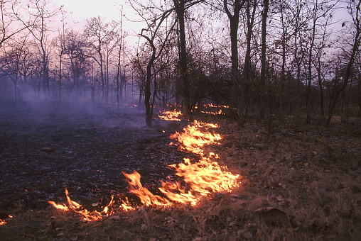 Почти 6 млрд рублей получит ДФО на предотвращение лесных пожаров