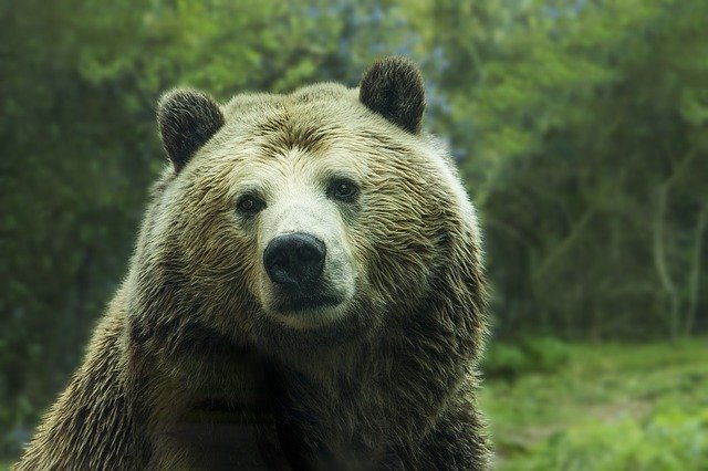 Ученый стал жертвой нападения медведя на Колыме