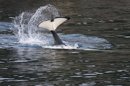 За четверть века серых китов стало вдвое больше у берегов Сахалина
