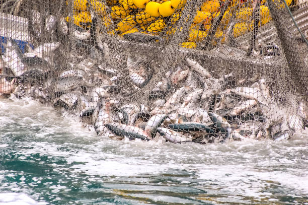 Корпорация «Система» инвестировала в добычу рыбы на Камчатке