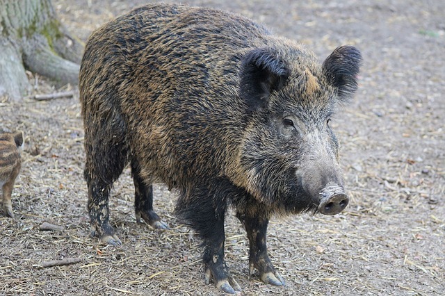 Несколько очагов чумы свиней продолжают действовать в Приморье