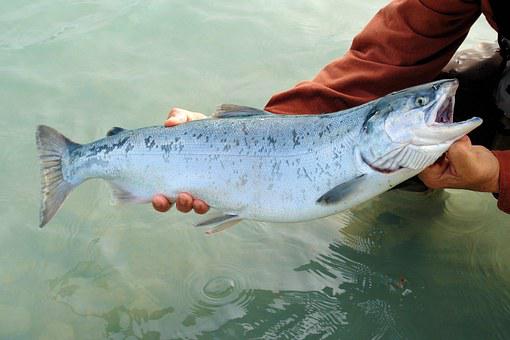 Экологические требования несут риски для промысла лосося