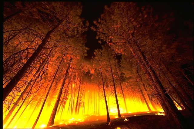 Первые лесные пожары зарегистрированы в Хабаровском крае