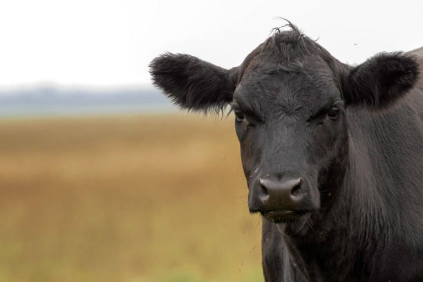 Арестплощадку для рогатого скота открыли в Хабаровском крае