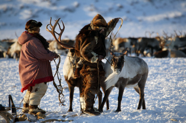 Жителям Чукотки предлагают дополнить закон о северном оленеводстве
