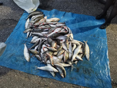 Браконьеры в Бурятии избавлялись от рыбы прямо во время погони