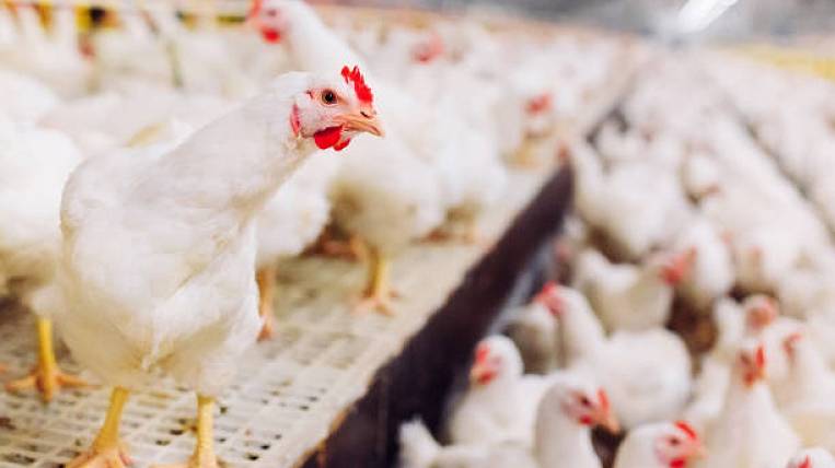 Россельхознадзор выявил грубые нарушения на птицефабриках в Хабаровске 