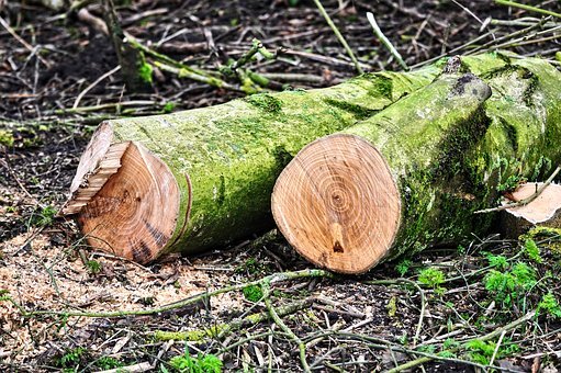 В России заготовка древесины сократилась на 4,5% 