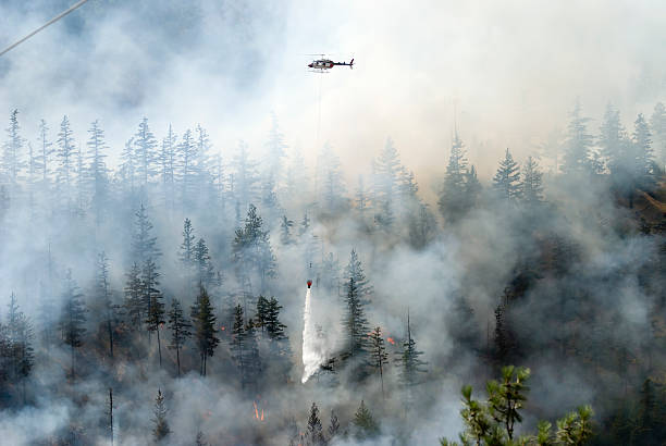 МЧС: 97% площади лесных пожаров РФ – на Дальнем Востоке