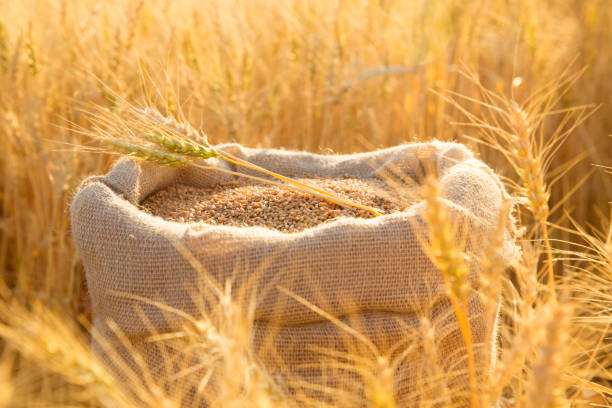 В РФ экспортеры зерна просят перевести расчеты в рубли 