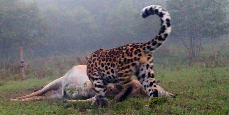 Леопард вернулся на юг Приморья