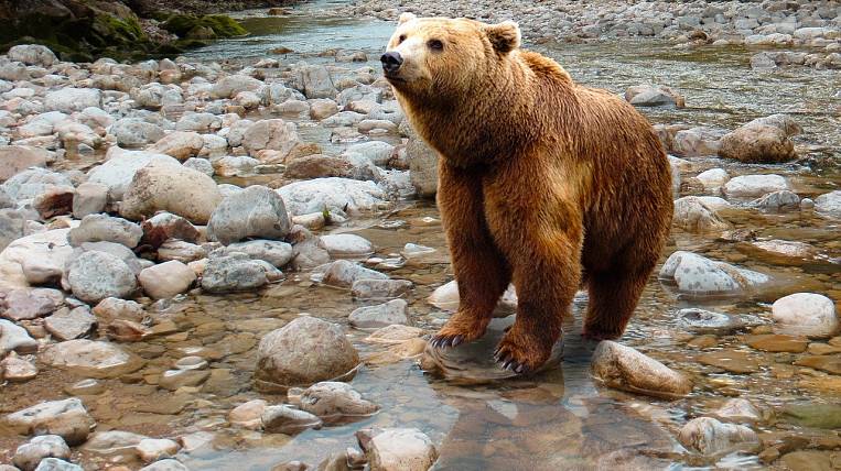 Специальные мусорные баки от медведей хотят создать в Бурятии