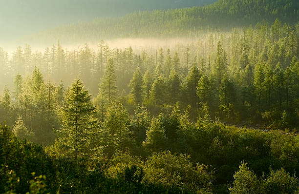 Более 13 тыс. гектаров леса восстановят за 2 года в Хабаровском крае 