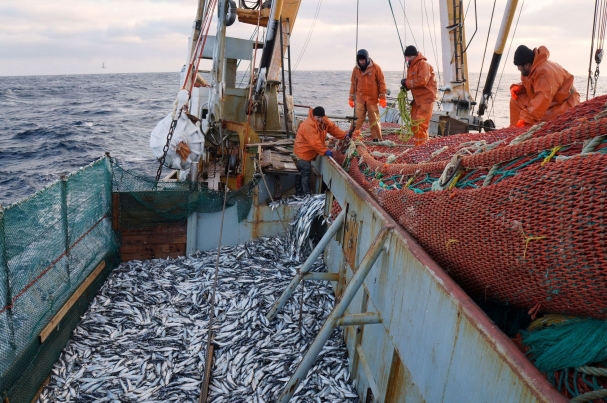 Бюллетень EastRussia: пятничный эксклюзив – рыбная промышленность