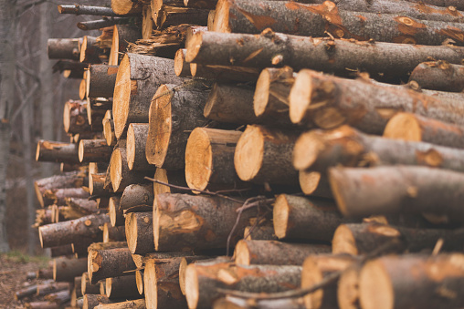 Кабмин ввел запрет на поставку лесоматериалов в недружественные страны