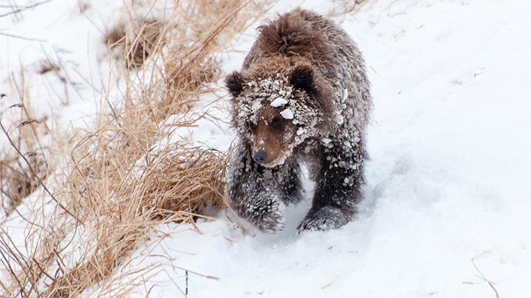 Неспящие на Курильском : С приходом зимы не все бурые медведи на Камчатке  залегли в берлоги