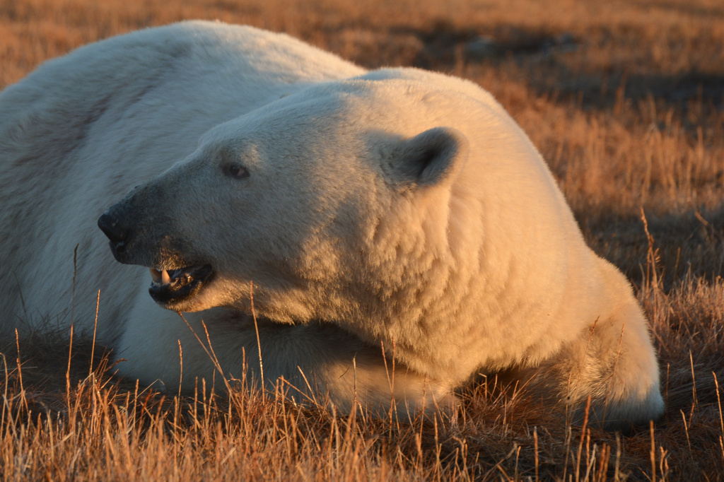 Белый медведь в тундре_Александр Краснов.jpg