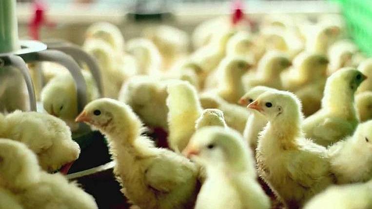 Новый очаг птичьего гриппа обнаружен в Хабаровском крае