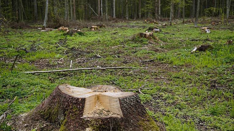 Тюремный срок грозит бывшему главе лесного хозяйства Бурятии