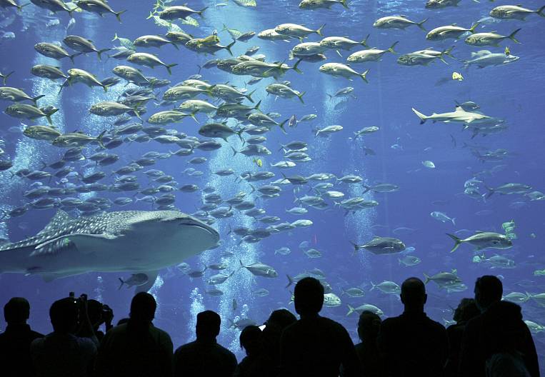 Приморский океанариум примет первых гостей в июне