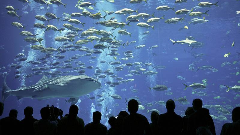 Приморский океанариум примет первых гостей в июне