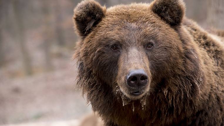 Почти 30 опасных медведей отстрелили в Сахалинской области