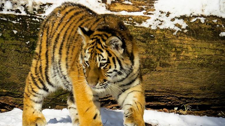 Браконьерам грозит срок за убийство тигра в Приморье