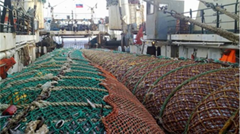 В два раза увеличился вылов лосося на Дальнем Востоке