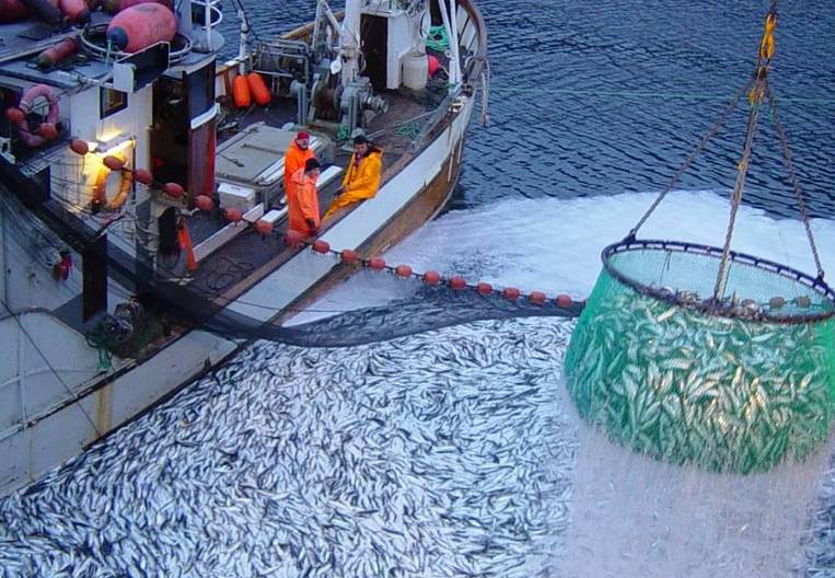 Бюллетень EastRussia: отраслевой обзор рыбной промышленности ДФО