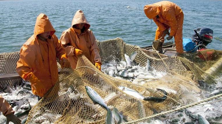 Больше 3 млн тонн рыбы выловили в ДФО с начала года