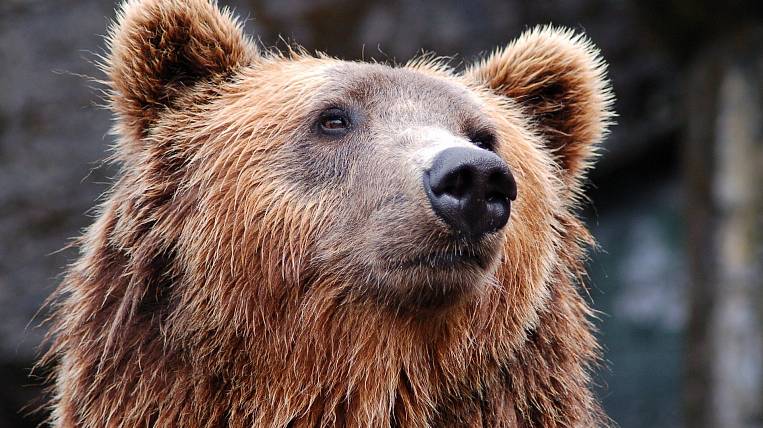 Медведь задрал пожилую дачницу на Сахалине