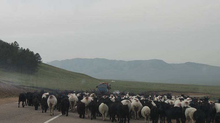 Переработку овечьей шерсти запускают в Бурятии
