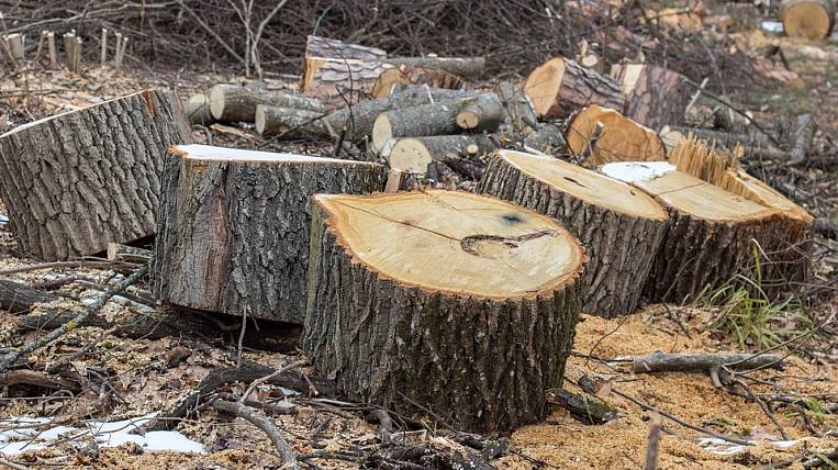 Договоры на вырубку защитных лесов расторгают в Приангарье