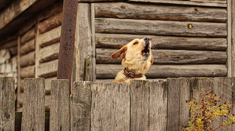 Приюты для собак при колониях предложили создать на Колыме