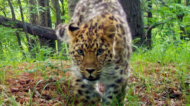 МТС поможет сохранить дальневосточного леопарда
