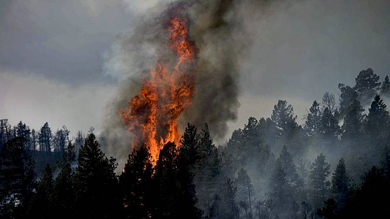 Забайкалью и ЕАО поручили усилить контроль над лесопожарной ситуацией