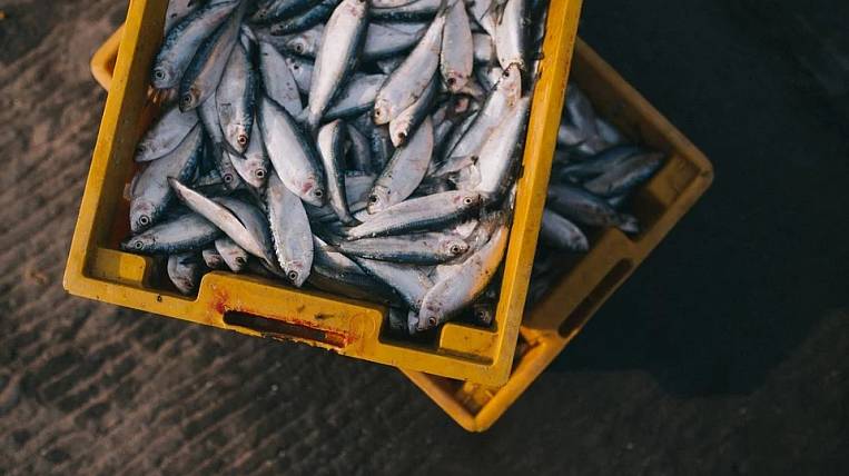 Росрыболовство выступило против электронных аукционов на добычу рыбы