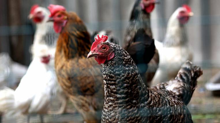 Производство куриного мяса выросло на треть в Приморье