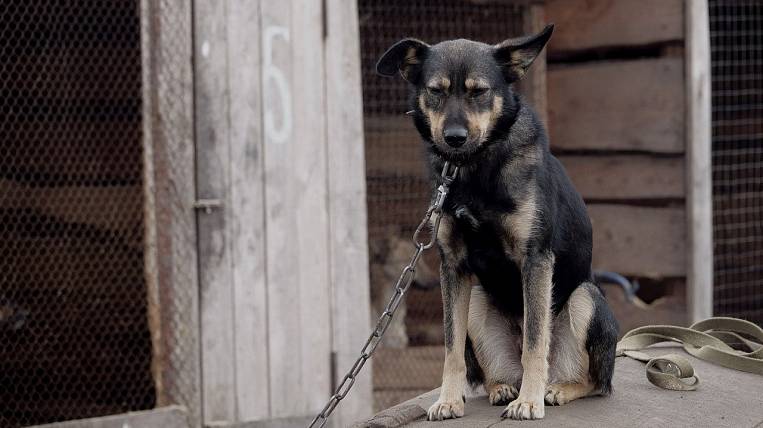 Прокуратура Чукотки проверит нападение собаки на ребенка