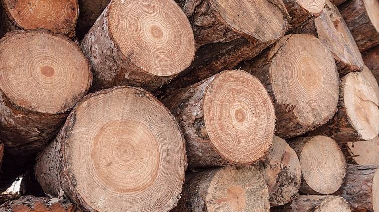 Контроль за вырубкой леса усилят в Амурской области