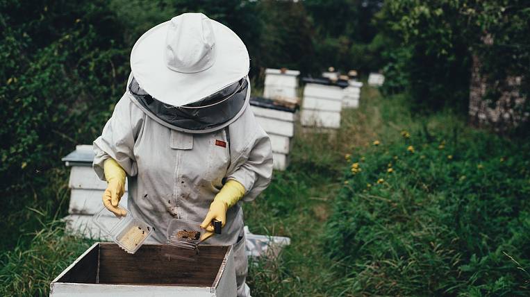 Экспорт меда увеличили в шесть раз пчеловоды Хабаровского края