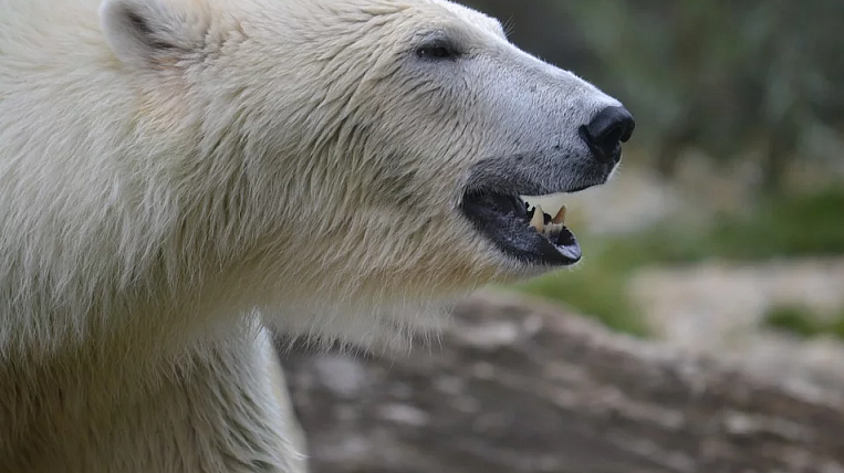 Количество белых медведей угрожающих селу на Чукотке сокращается