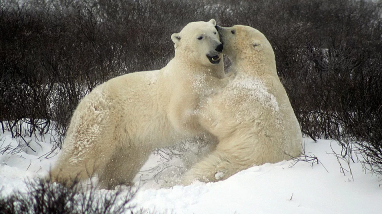 Жителям села на Чукотке угрожает скопление белых медведей