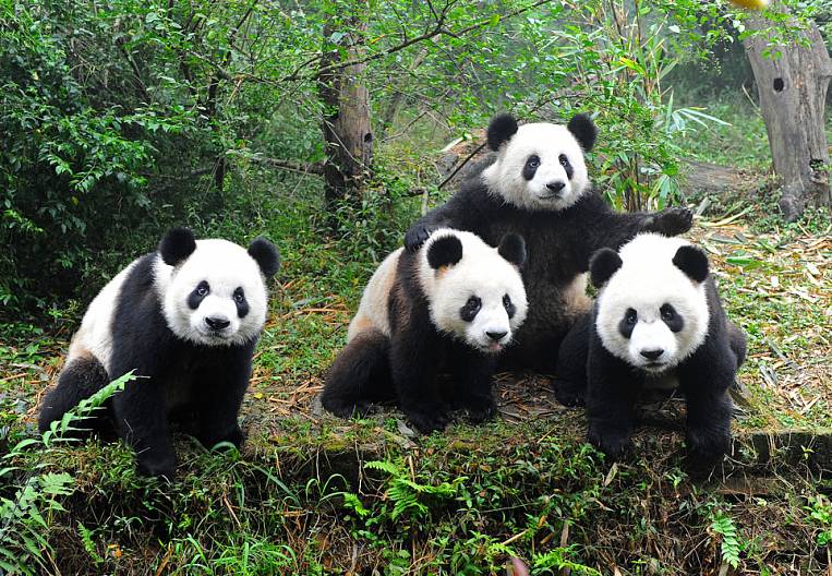 Родина перца и панды