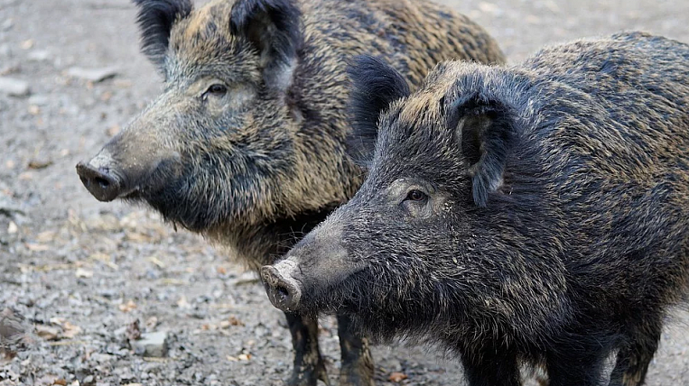 Новый очаг вируса африканской чумы свиней обнаружили в Приморье